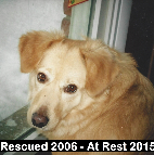 Angie Rescued 2006-At Rest 2015